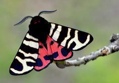 a colorful butterfly sitting on top of a tree branch