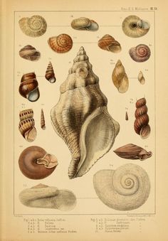 an antique print of sea shells from the 19th century, including one large shell and two small seashells