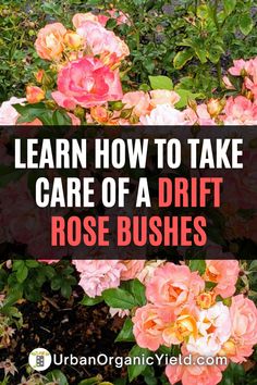 pink roses with the words learn how to take care of a drift rose bush