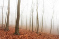 a foggy forest with trees and leaves on the ground