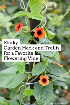 Slinky Garden Hack: Use a Slinky as a support and trellis for a climbing vine! | ©homeiswheretheboatis.net #garden #trellis #hack #flower Trellis Ideas For Jasmine, Clematis Trellis Ideas Climbing Vines, Unique Trellis Ideas, Honeysuckle Trellis Ideas, Vining Plants Outdoor Trellis, Trellis Ideas Diy Climbing Vines, Garden Plants Ideas, Birdhouse Pole, Door Trellis