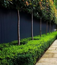 a long line of trees next to a black fence with green bushes on each side