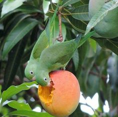 a green bird eating an orange on a tree