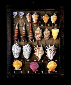 there are many seashells in this box