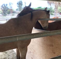 two brown horses standing next to each other