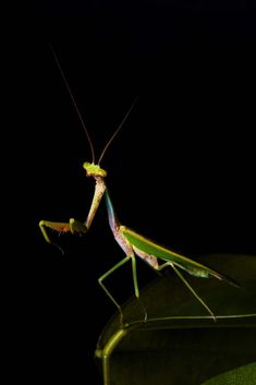 the praying mantissa is standing on top of a green leaf in the dark