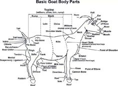 the basic parts of a cow's body, including its names and their functions