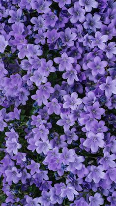 purple flowers are blooming in the garden, and it is hard to tell what color they are