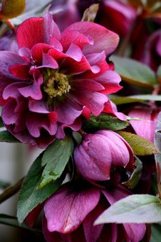 pink flowers with green leaves and buds in the foreground, against a white background