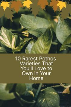 leaves with the words 10 rarest photos varieties that you'll love to own in your home