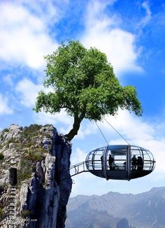 a tree that is hanging from the side of a cliff with a person on it