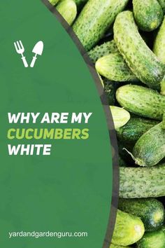 cucumbers with the words why are my cucumbers white?