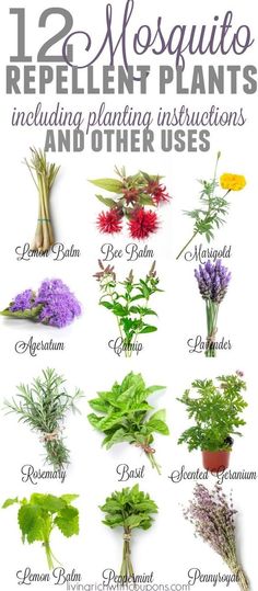 twelve different types of plants that are labeled in spanish