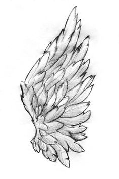 a pencil drawing of an angel wing