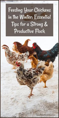 chickens in the snow with text reading feeding your chickens in the winter essential tips for a strong & protective flock