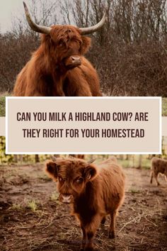 two brown cows standing next to each other