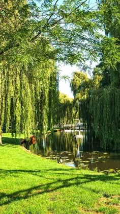 the park is full of green grass and trees, with water in the foreground