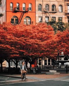 a man riding a bike down a street past tall buildings with red leaves on them