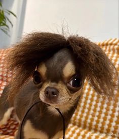 a small dog with long hair on top of it's head