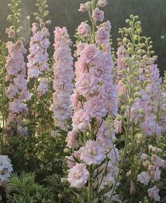 pink flowers are blooming in the garden