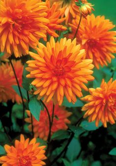 bright orange flowers with green leaves in the foreground