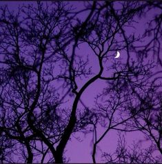 the moon is seen through the branches of trees