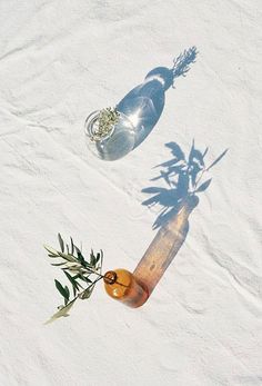 an iphone photo with the shadow of a bottle on it and a plant growing out of it