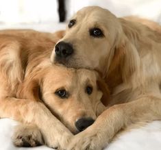 two golden retrievers cuddle together on a white bed sheet in front of the camera