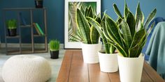 three potted plants sitting on top of a wooden table in front of a blue wall