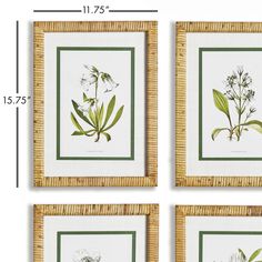 four framed flowers are shown in green and white