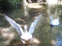 two white swans swimming on top of a lake next to trees and bushes with their wings spread out