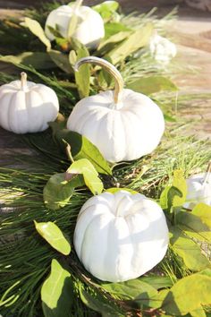 white pumpkins are lined up on the ground