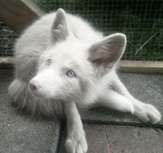 a white dog with blue eyes laying on the ground