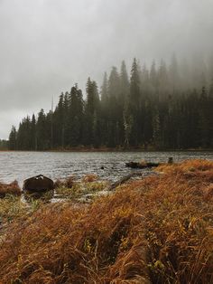 an empty lake surrounded by tall grass and trees on a foggy, overcast day