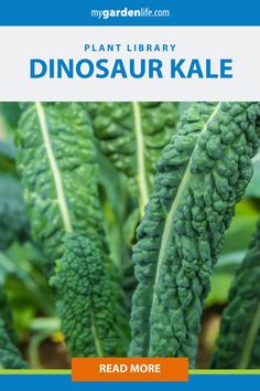 the plant library dinosaur kale read more