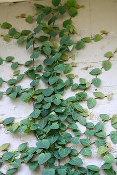 green plants growing up the side of a building wall with white paint and ivy on it