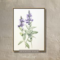 a painting of purple flowers on a white background with the words spanish sage above it