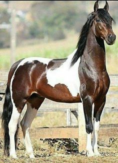 a brown and white horse standing on top of a dry grass field next to a wooden fence