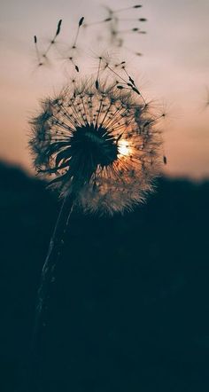 a dandelion with the sun setting in the background and it's seeds blowing