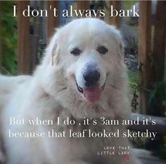 a large white dog laying on top of a wooden bench