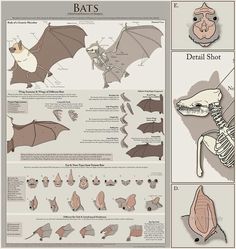 an image of bat's anatomy and their functions in the body, including its wings