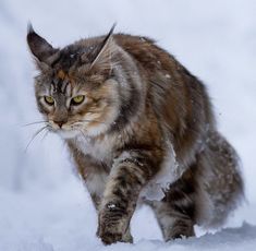 a cat is running through the snow