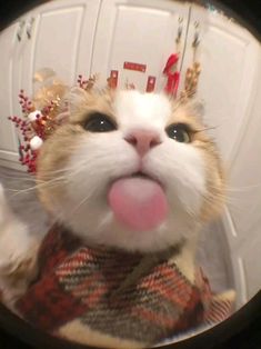 an orange and white cat sticking its tongue out