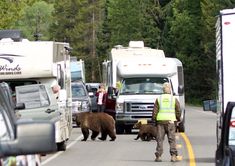 a man walking down the road with two brown bears and rvs in the background