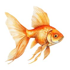 a goldfish is shown on a white background