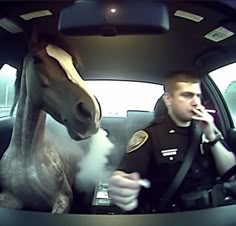 Police Horse, Laura Lee