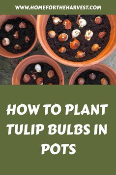 four potted plants with text overlay how to plant tulip bulbs in pots