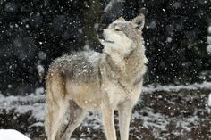 a wolf standing in the snow with its eyes closed