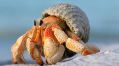 a close up of a crab on the beach