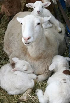 a group of sheep laying on top of each other